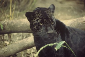 Black_jaguar-public-domain-image